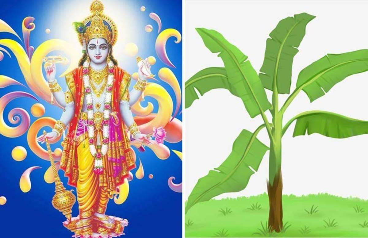 Puja path: गुरुवार के दिन करे केले के पेड़ की पूजा, मिलेंगे कई फायदें