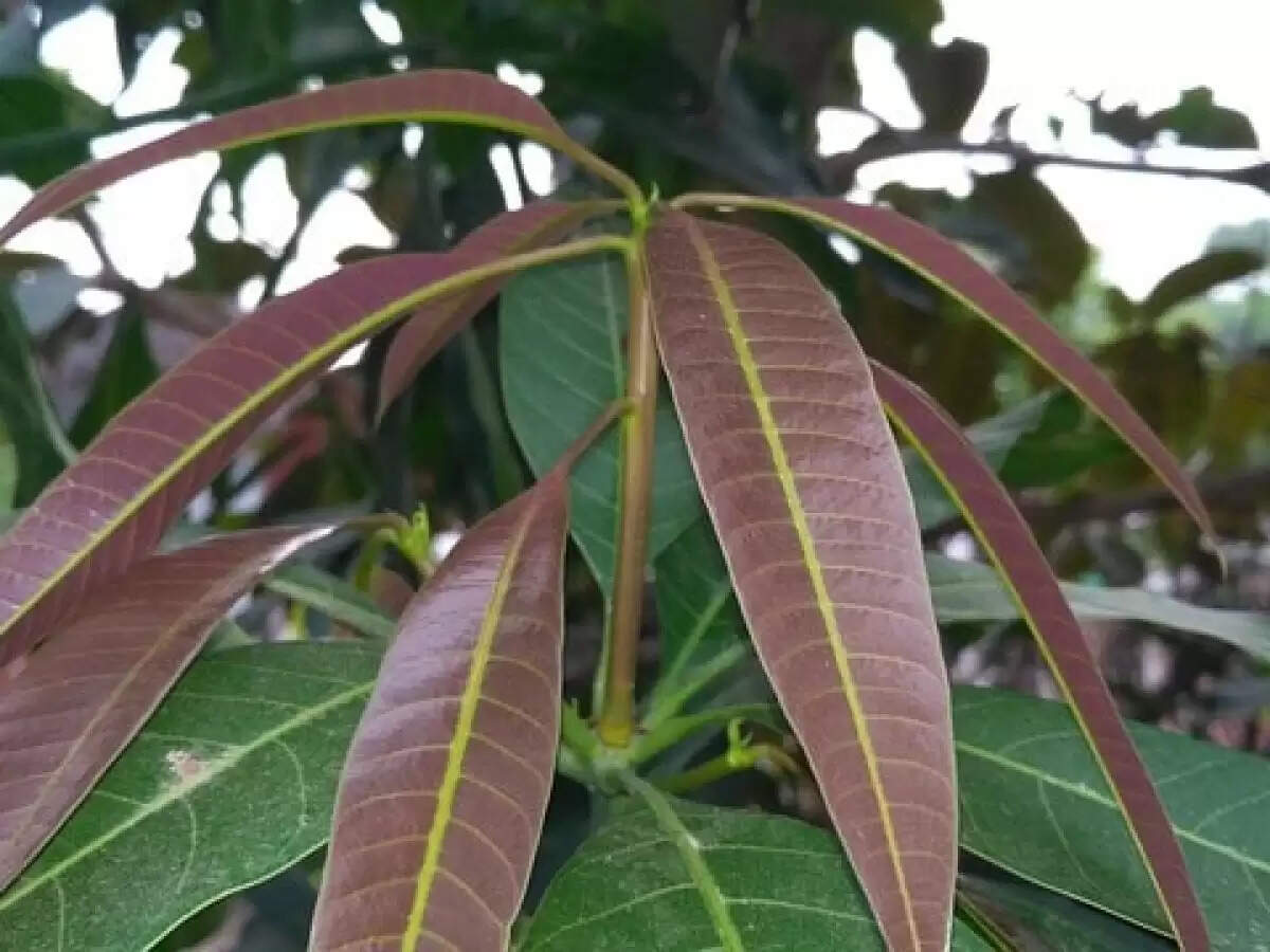 best vastu tips for mango leaves