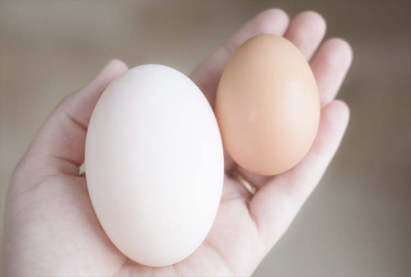 पोल्ट्री या बतख किसके अंडे में अधिक पोषण होता है? विशेषज्ञों की राय जानें