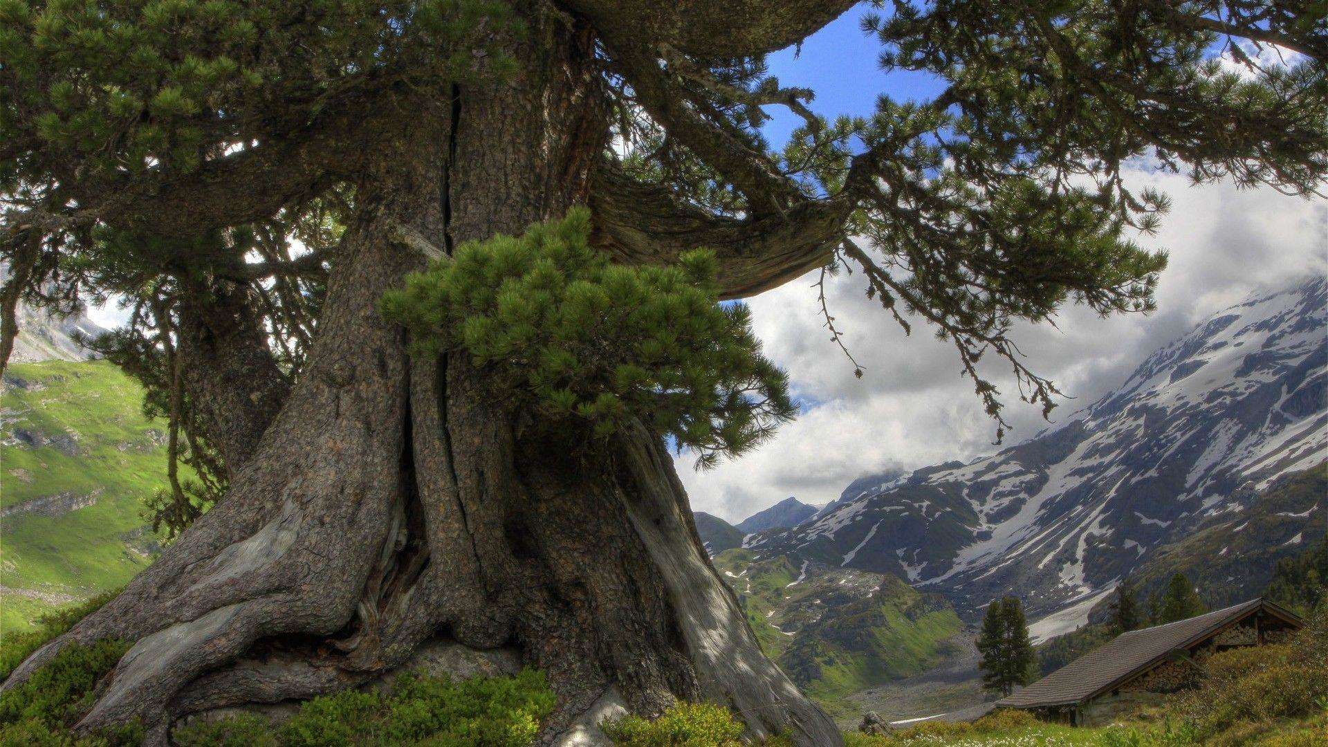 Places to visit:विश्व में मौजूद इन असामान्य और अनोखे पेड़ों को एक बार अवश्य देखें