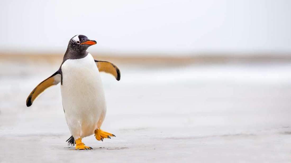 तो इंसानी क़द के बराबर होते हैं कुमी मनु पेंगुइन