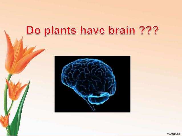बहुत होशियार होते हैं पौधे, फटाक से सीख जाते हैं नई आदतें