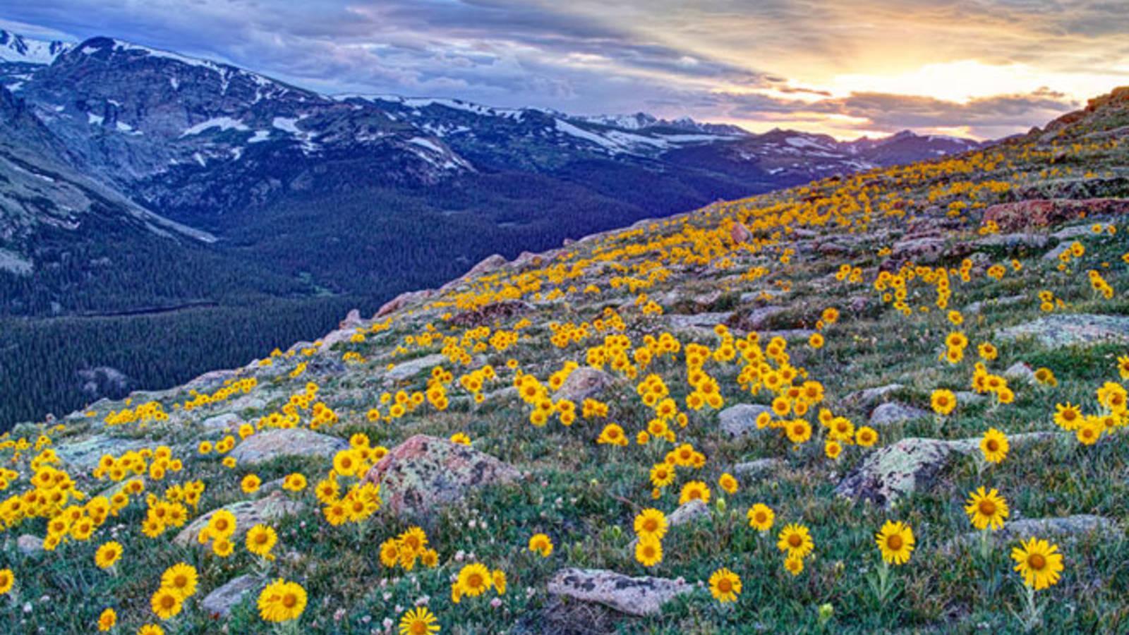 “फूलों की घाटी” के नाम से मशहूर है ये हरी- भरी जगह