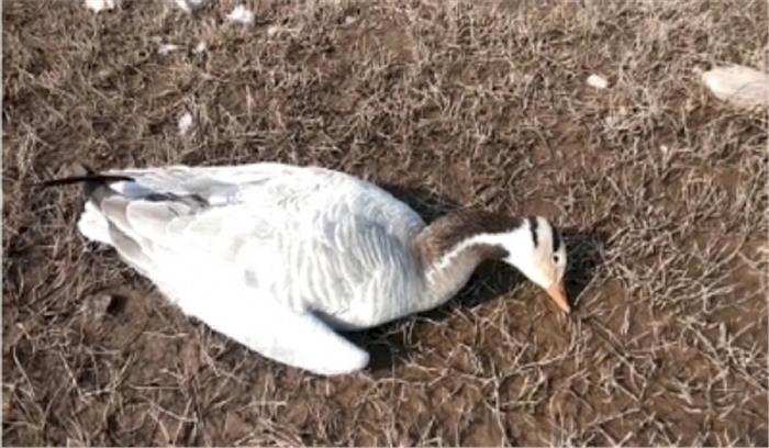 Himachal में 4,324 प्रवासी पक्षी बर्ड फ्लू के शिकार : मुख्यमंत्री