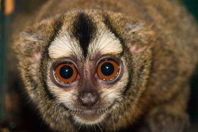 इस कारण कहा जाता है, स्लॉथ को दुनिया का सबसे सुस्त जानवर