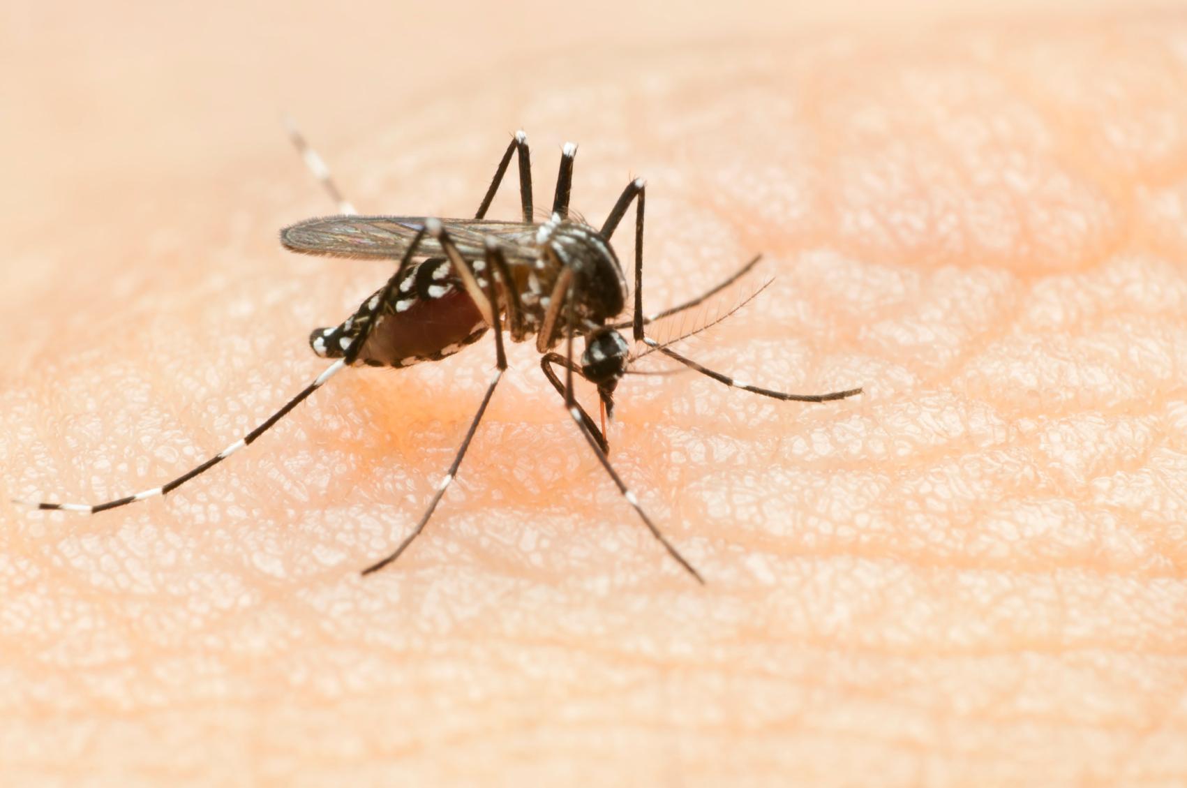 जीका वायरस भी डरता है पूर्व डेंगू के मरीज से 