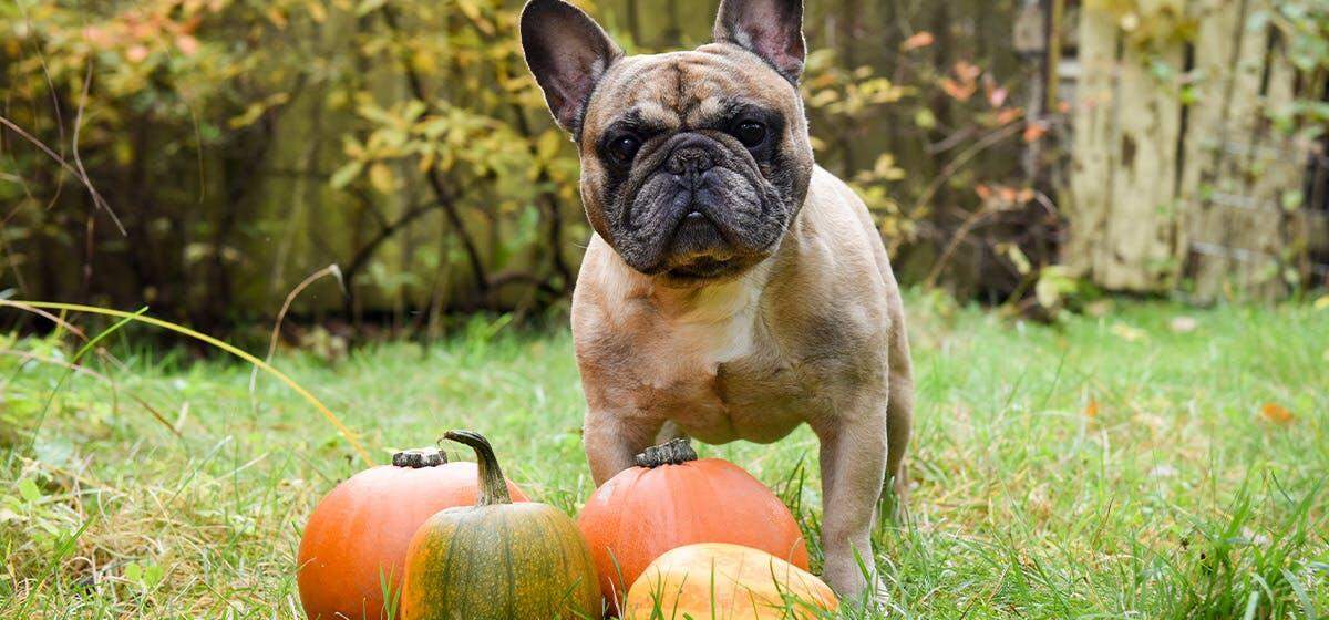कुत्तों के लिए शाकाहारी भोजन सही होता है या नहीं