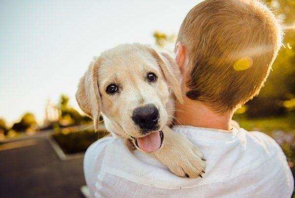 अन्य जानवरों की तुलना में मालिक से ज्यादा प्यार करते हैं, कुत्ते