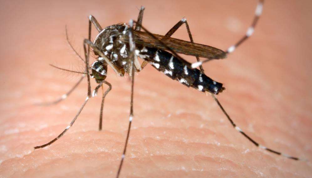 गर्मी में मच्छर-जनित संक्रमणों का जोखिम ज्यादा, यहां जानिए ! 