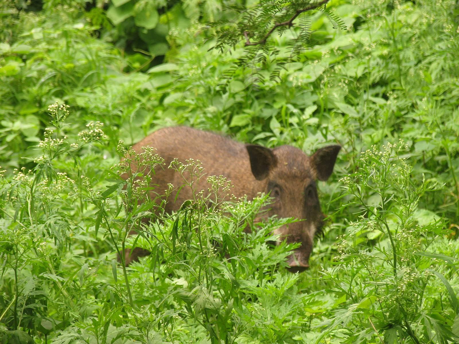जंगली सूअर कर रहा है कनाडा का परिस्थिक तंत्र खराब