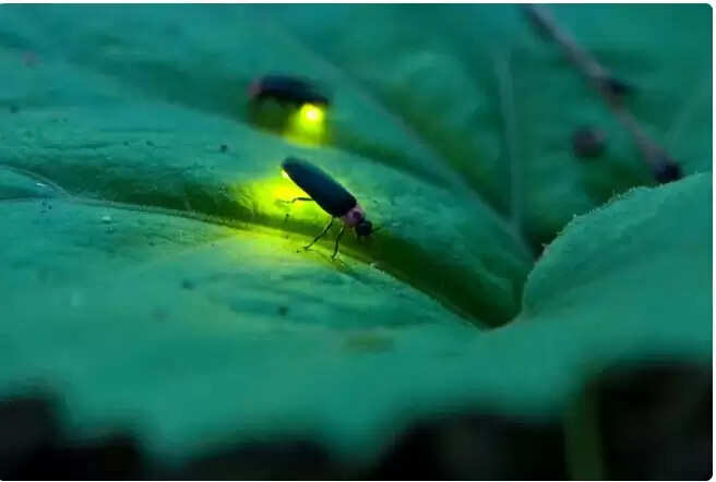 जानें क्यों जुगनू चमकते हैं