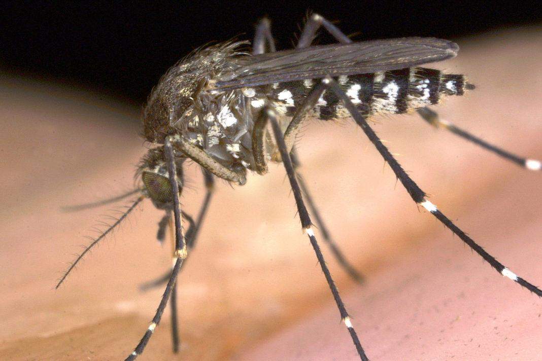डेंगू का प्रकोप नहीं हुआ है कम करें ये काम रोकथाम के लिए