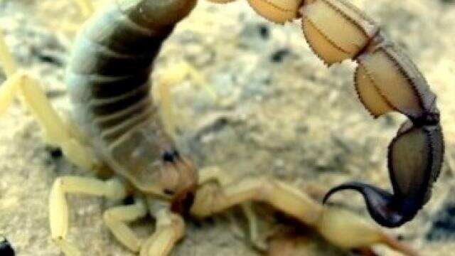 वास्तु के अनुसार बिच्छु से जुङी कुछ मान्यताऐं