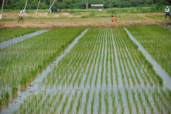 धान के साथ साथ मिथेन का भी उत्पादन करती है चावल की खेती
