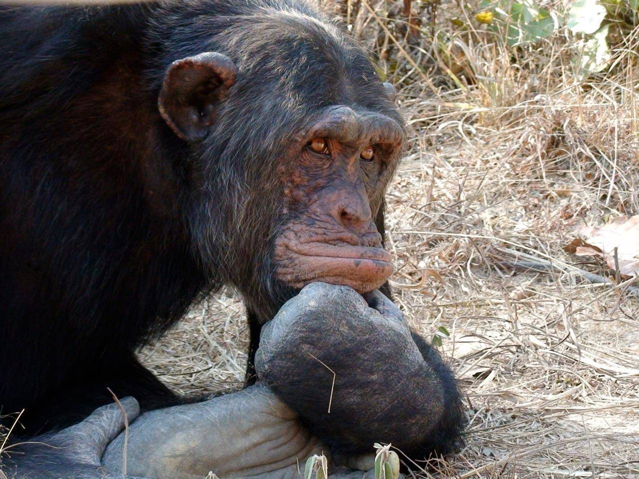 क्या चिंपांजी के अनाथ हो जाने के बाद आता है उनके व्यवहार में कोई बदलाव, जानिए