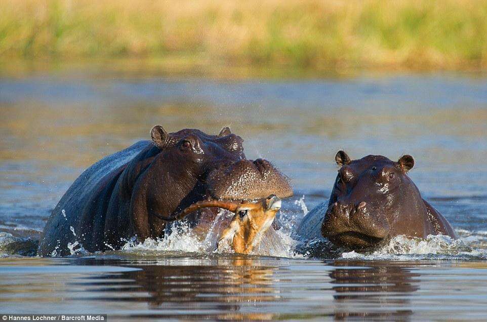 क्या दरियाई घोड़े अपनी ही प्रजाति के जीव को खा जाते है? जानिये