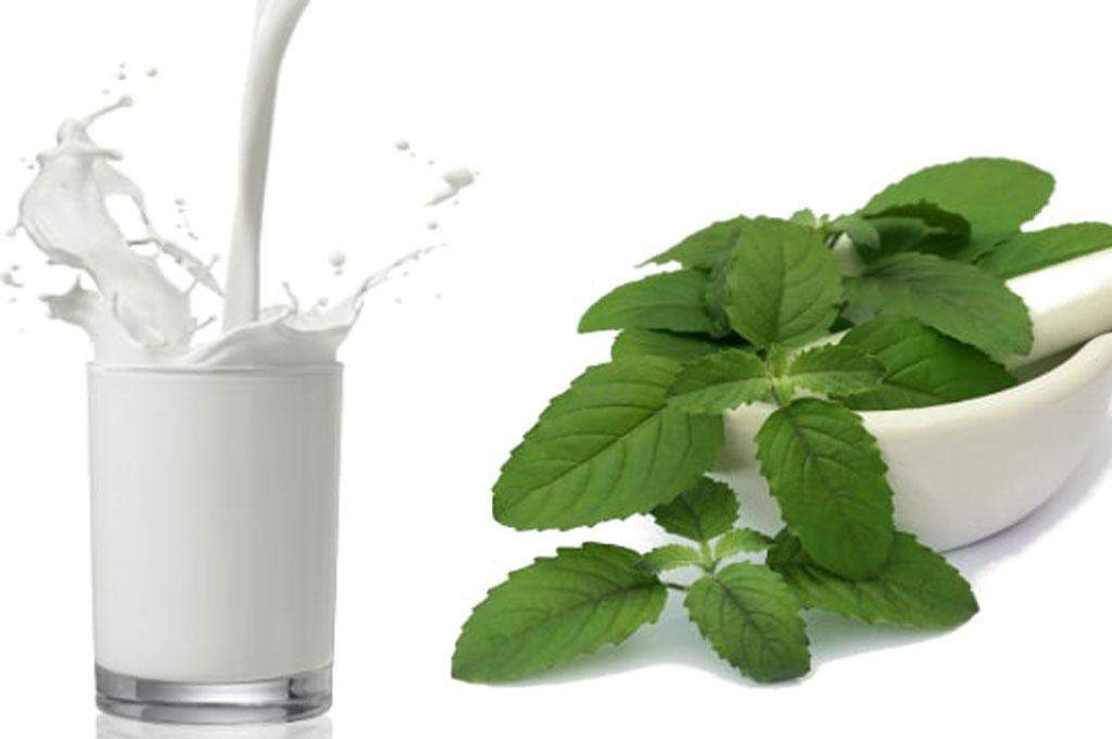 Milk basil: जानें दूध में तुलसी पीने के क्या फायदे है,