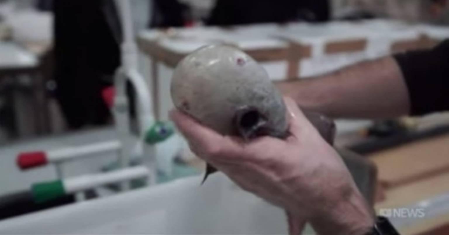 जानिए ऐसी मछली के बारे में जिसका मुंह तक नहीं है, और आंखें भी हैं गायब!