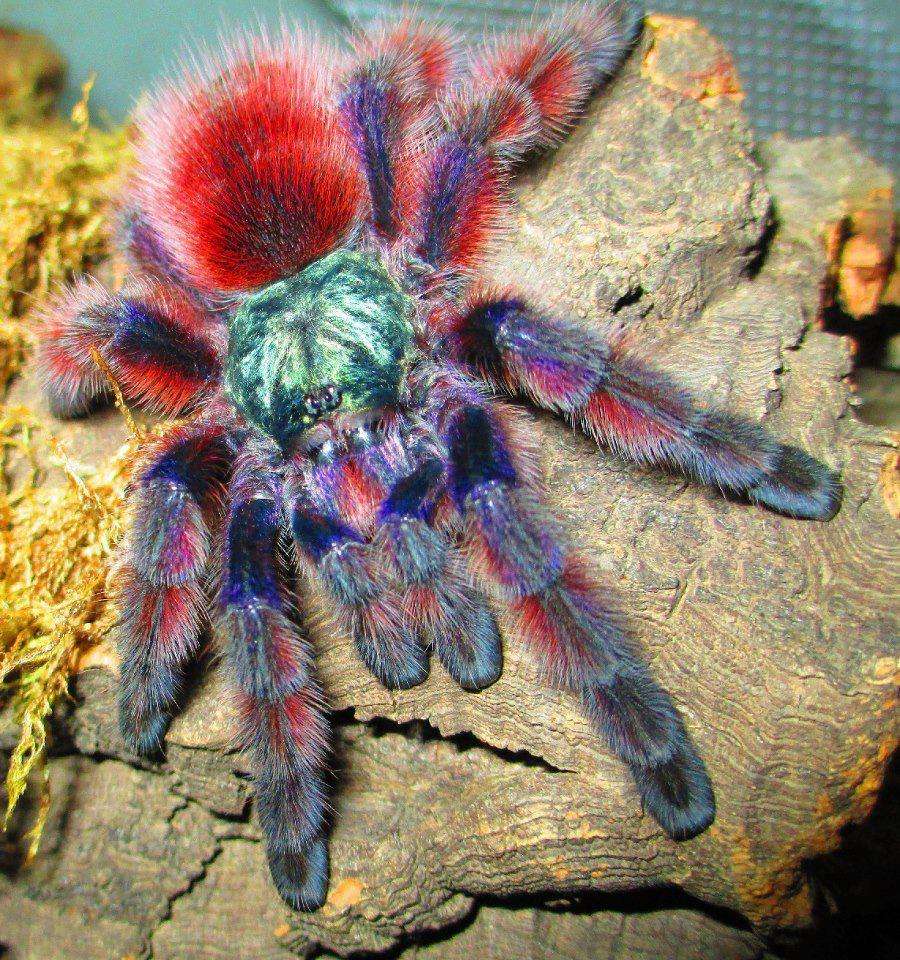 नीली-काली रंग की खोजी गई मकड़ी की नई प्रजाति