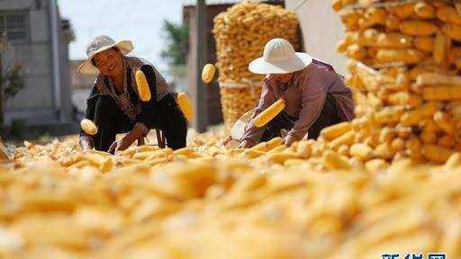 Chinese farmers का फसल उत्सव