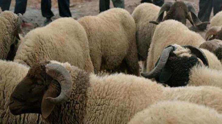 उत्तर प्रदेश : कुत्तों के हमलों में 100 भेड़ों की मौत