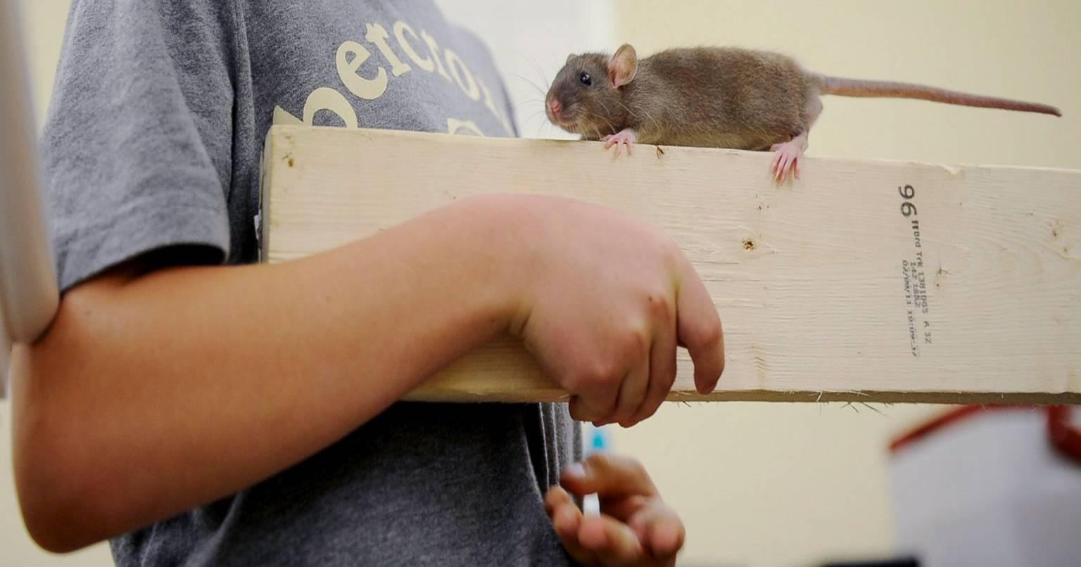 क्या चूहों को भी गुदगुदी करवाना पसंद हैं?