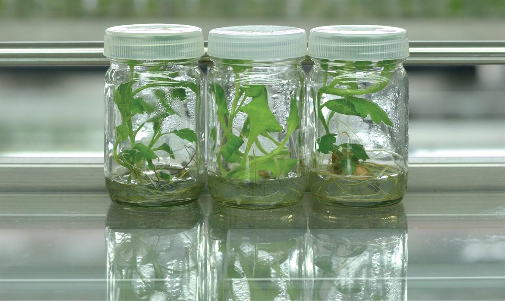पौधों की नई किस्में विकसित करनी है तो टिशू कल्चर के बारे में जान लीजिए