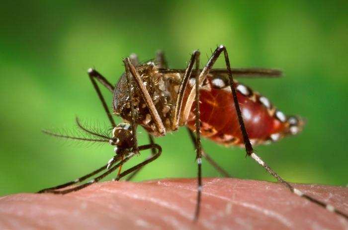 बिना बुखार हुए हो रहा डेंगू होता है खतरनाक, ​जानिए कैसे