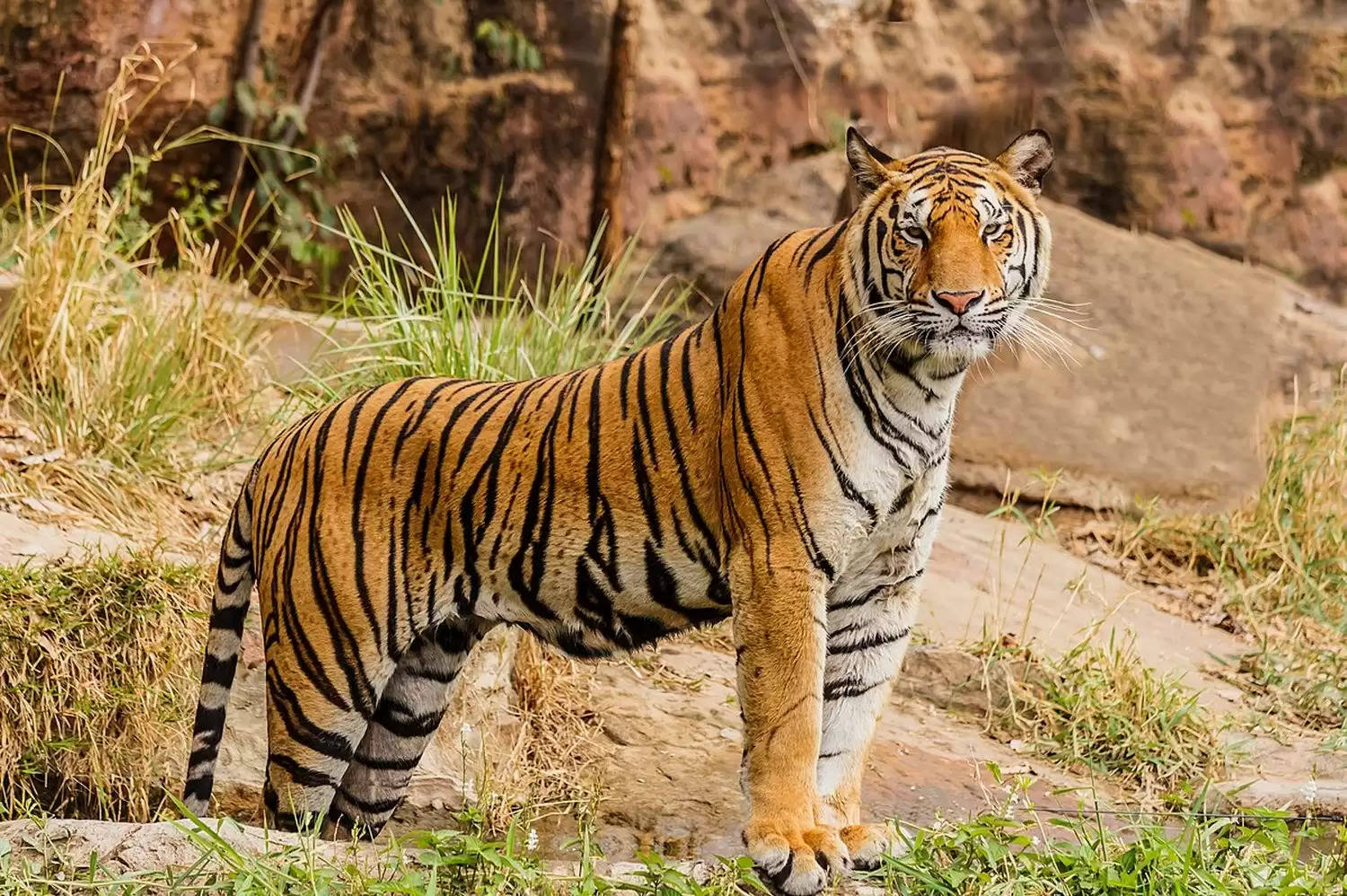 Coronain ANimals:जानवरो में फैलने लगा कोरोना,जयपुर में शेर हुए संक्रमित