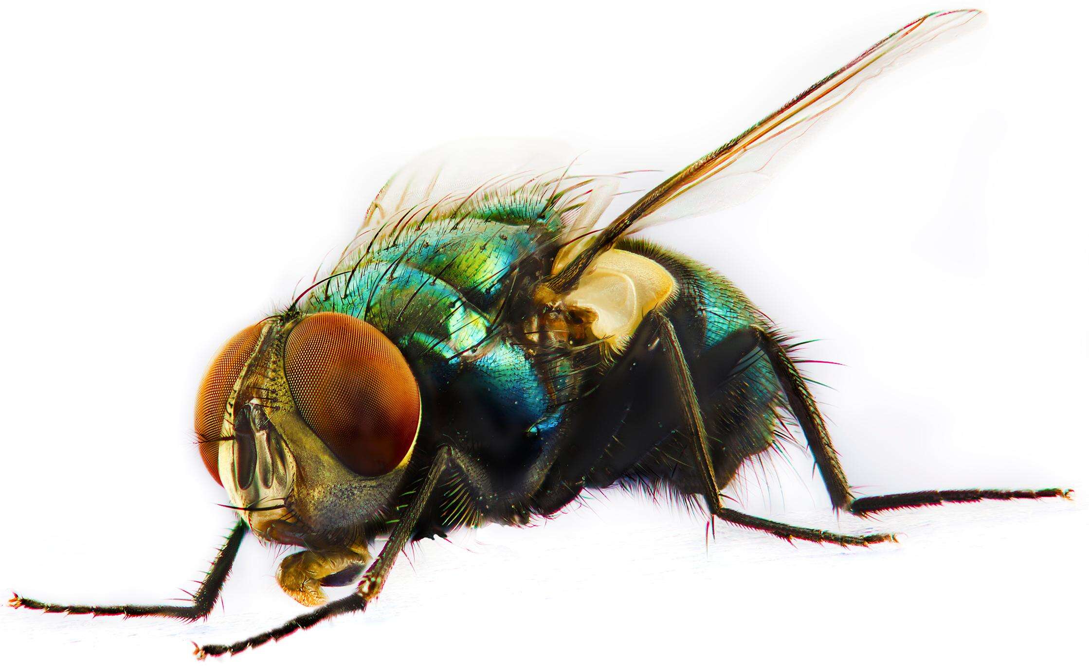 बीमारी फैलाने में मक्खियों की महत्वपूर्ण भूमिका होती हैं