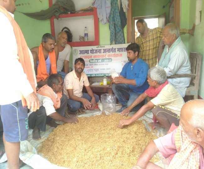 Bihar Farming: अब मशरूम उगाएंगे कुदरा के किसान, कृषि विभाग की देखरेख में हो रही बोआई