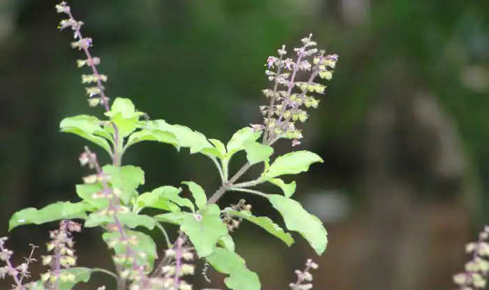 Read tulsi chalisa for home prosperity