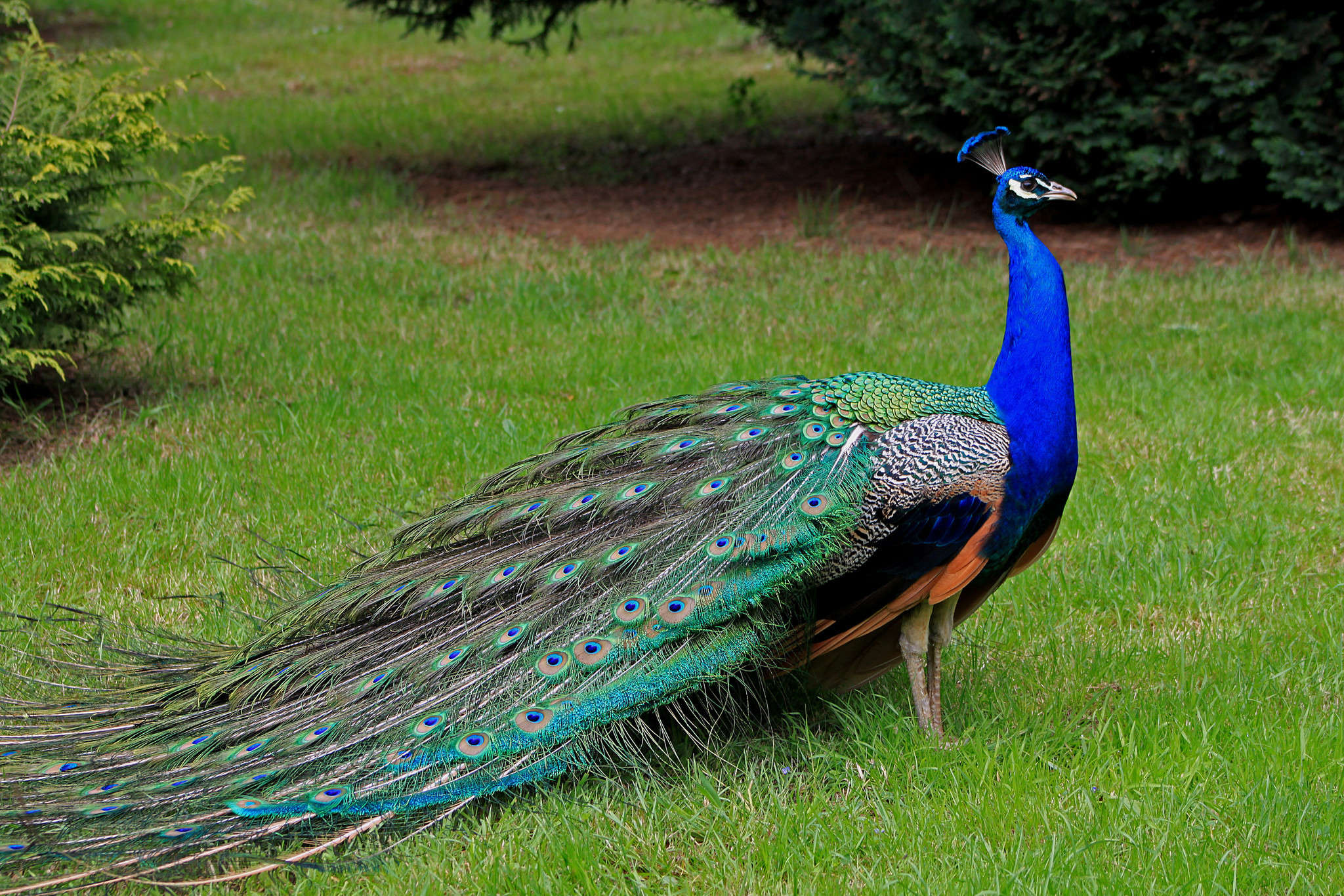 Peacock Given Last Rights:ट्रैन में फंसने से हुई मोर की मौत तो तिरंगे में  लपेट कर किया अंतिम संस्कार