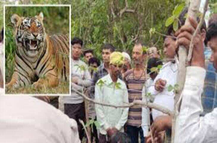 सिवनी में बाघों के हमले से दो महिलाओं की दर्दनाक मौत, वन क्षेत्र में दहशत