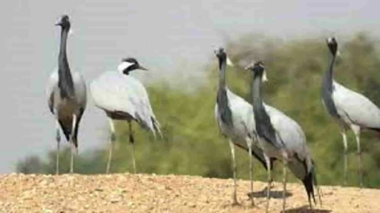 Agra  अंतरराष्ट्रीय जलीय पक्षियों की 20 जनवरी तक होगी गणना