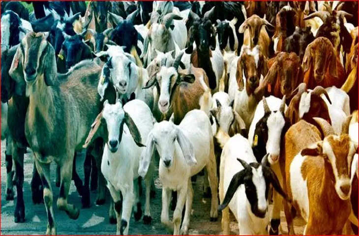 इस बैंक में पैसा नहीं, मिलती हैं बकरियां&hellip; 300 से भी ज्यादा महिलाओं को कैसे हुआ फायदा?