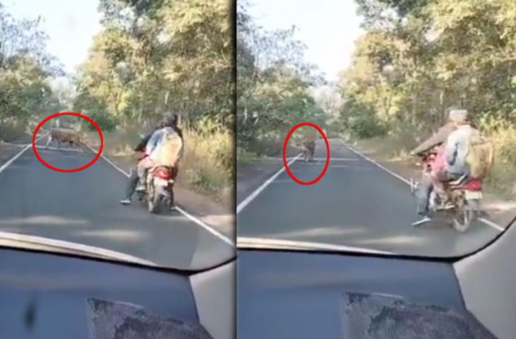 जंगल के रास्ते बाइक पर जा रहे थे दो शख्स, अचानक सामने आ गया टाइगर और फिर...