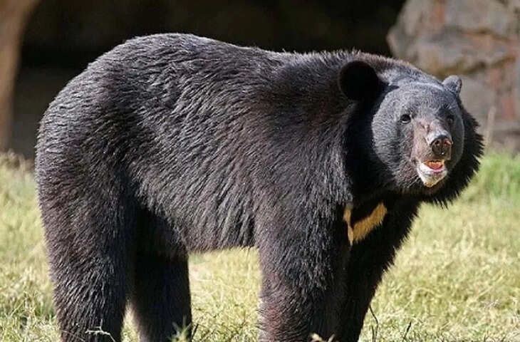 दरवाजा तोड़ते हुए स्कूल में आ धमका भालू, बच्चे को गोद में उठाकर ले भागा, फिर जो हुआ&hellip;
