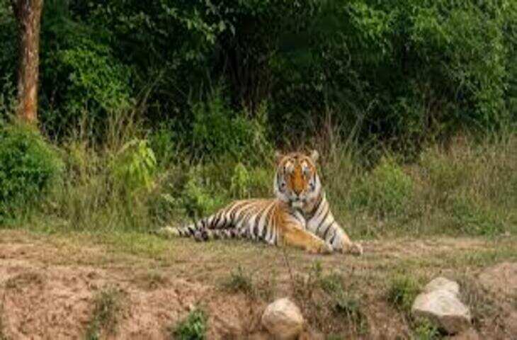 सरिस्का के जंगल में दिखा रोमांचक नजारा, वीडियो में देंखे 100 मीटर के दायरे में नजर आए 6 टाइगर; टूरिस्ट रह गए दंग