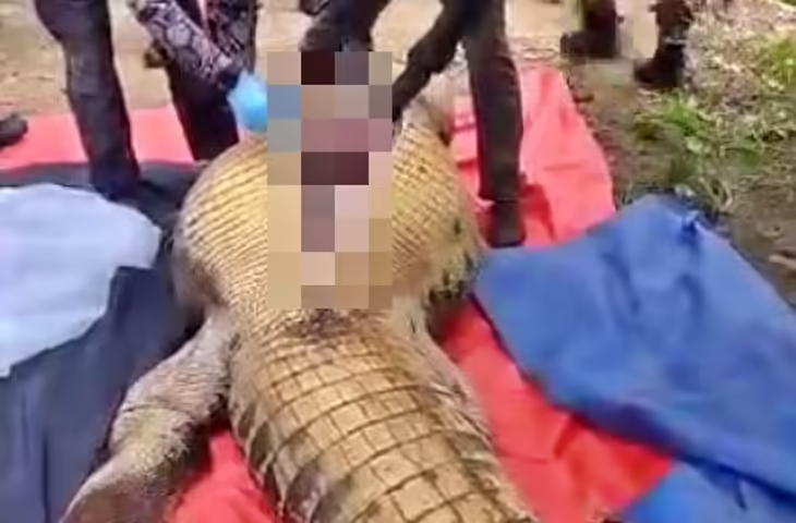 आदमी निगलने के शक में मगरमच्छ &ldquo;गिरफ्तार&rdquo;, वन विभाग की कार्रवाई से मचा हड़कंप