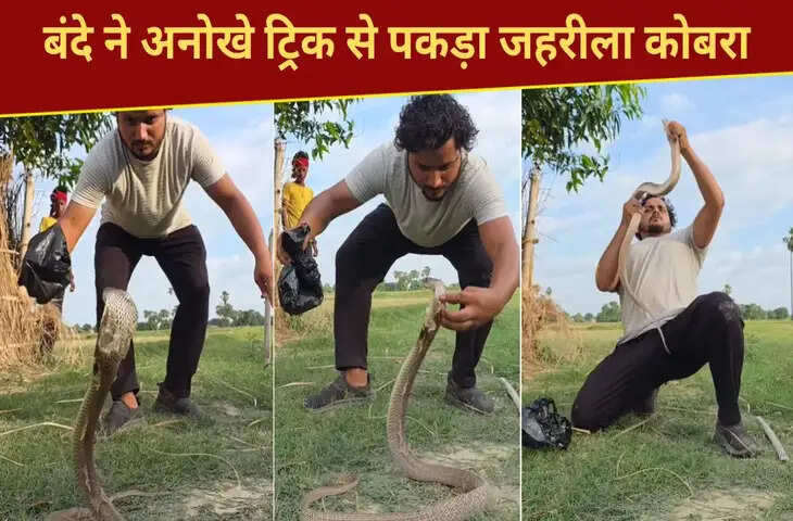 जहरीला सांप पकड़ने की ऐसी ट्रिक देखी है कभी? बंदे की हिम्मत देख कांप गए लोग