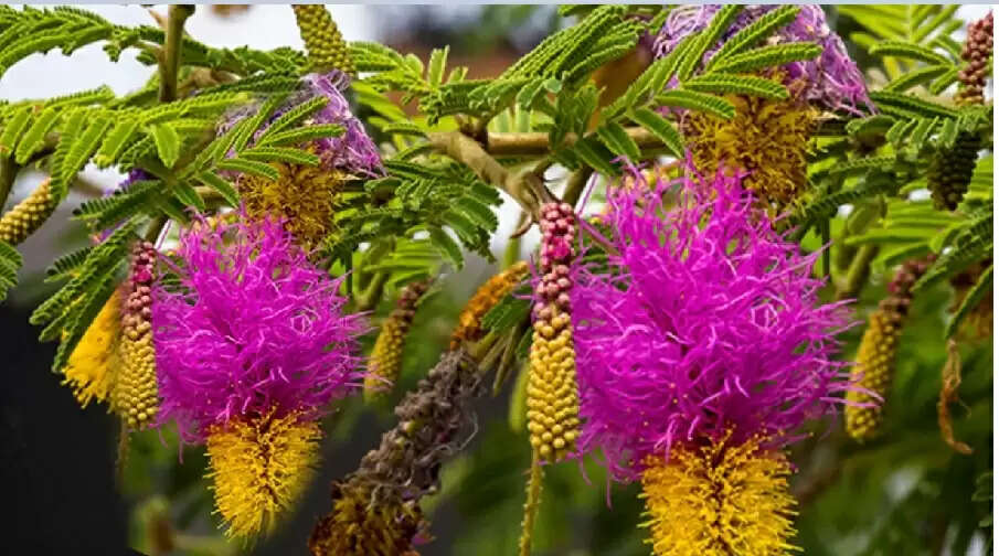 shami plant astro upay for sawan month&nbsp;