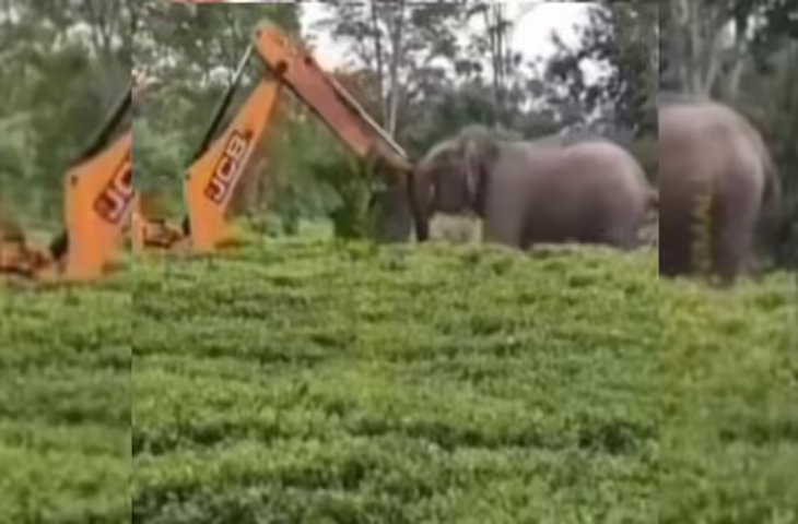 JCB के सामने आकर खड़ा हो गया हाथी, जंगल कटाई रोकने की कोशिश का वीडियो वायरल; लोगों ने कहा- &lsquo;प्रकृति की आवाज&rsquo;