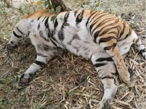 विश्व बाघ दिवस पर चिंता की घंटी: टाइगर स्टेट मध्य प्रदेश के सामने बढ़ती चुनौतियां, संरक्षण पर उठे सवाल
