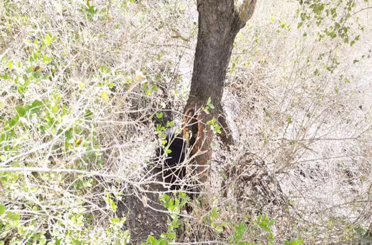 Sirohi के माउंट आबू में पेड़ से शहद निकालने के प्रयास में फंसा भालू, जेसीबी की मदद से रेस्क्यू कर बचाया गया