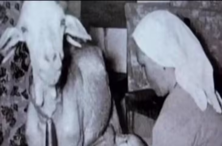 सोशल मीडिया पर वायरल &ldquo;बकरी से नवजात को दूध पिलाने&rdquo; वाली कहानी, बनी नवजात शिशु की &ldquo;पालक मां&rdquo;