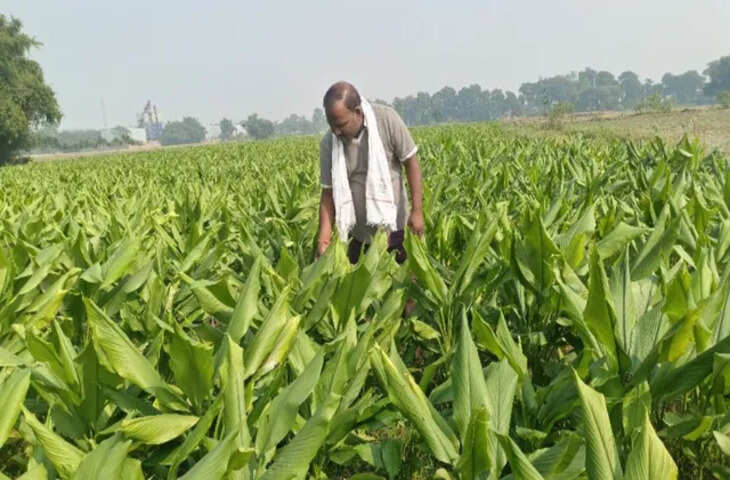 मधेपुरा के बिहारीगंज में हल्दी की खेती से किसान कमा रहे तीन गुना मुनाफा