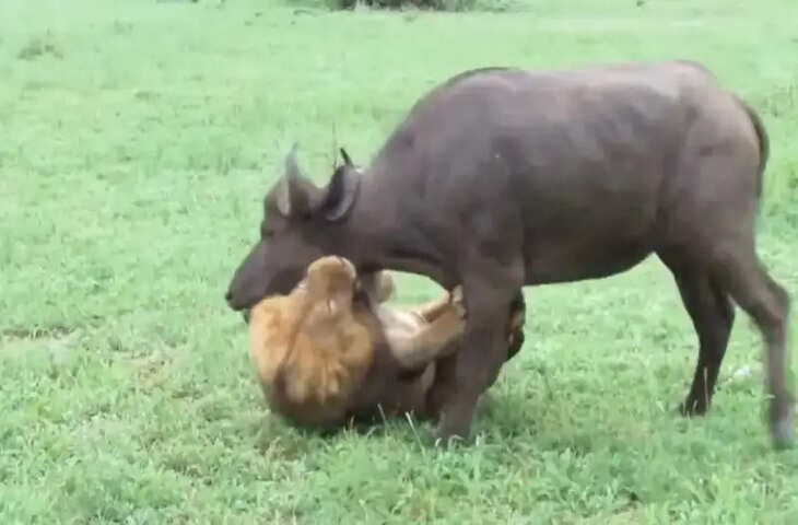 शेर को यूं ही नहीं कहा जाता जंगल का राजा, इतने खूंखार तरीके से किया शिकार, देखकर सहम जाएंगे आप