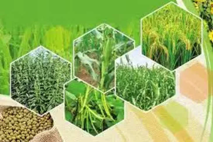 Patna  बिहार के सभी 38 जिलों में अब होगी जैविक खेती, कृषि विभाग ने बनाई योजना, अभी 13 जिलों में है जैविक कॉरिडोर