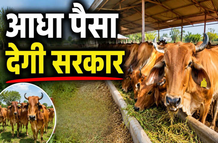 गाय पालन से कमाई का शानदार मौका! Mini Nandini Yojana में सरकार दे रही 50% तक अनुदान, ऐसे उठाएं फायदा